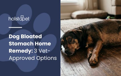 Blog header "Dog Bloated Stomach Home Remedy: 3 Vet-Approved Options" with a black and tan dog lying on a wood floor.