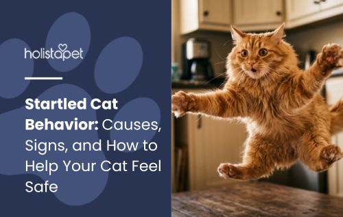 HolistaPet blog header "Startled Cat Behavior" with an orange cat mid-leap over a kitchen table.