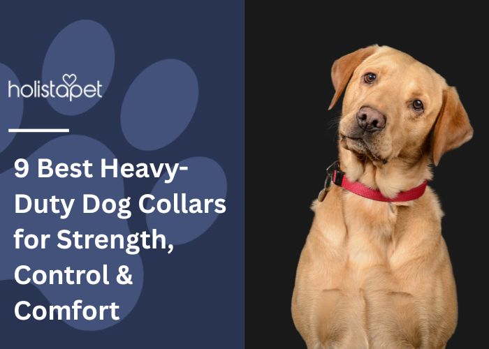 Heavy-Duty Dog Collars Featured Image By HolistaPet