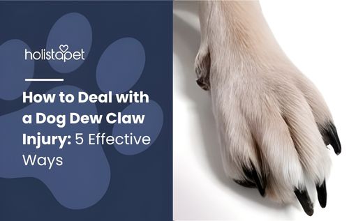 Close-up of a light-colored dog's paw with black nails against a clean white background, highlighting a visible dew claw injury with slight redness and irritation, emphasizing paw care and sensitivity.