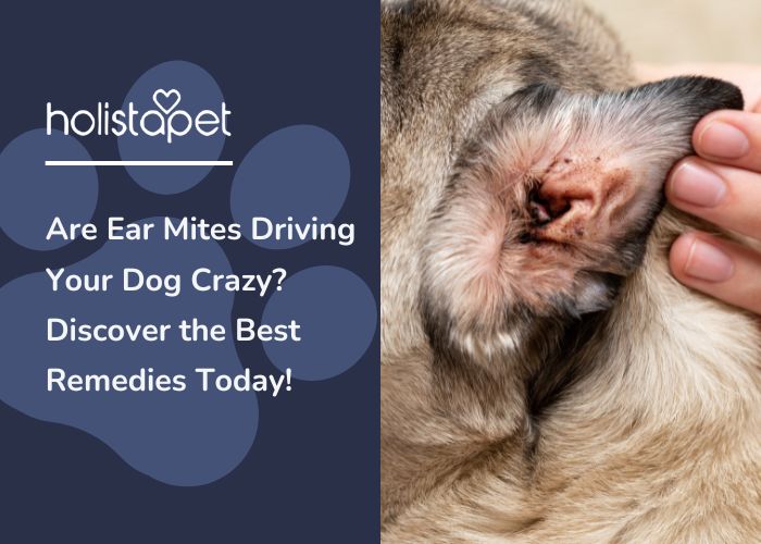 A dog's ear with ear mites in it.