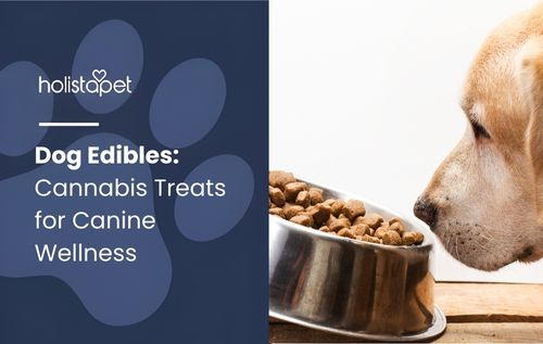 dog edibles (featured blog image by Holistapet) shows a dog sniffing food from a bowl