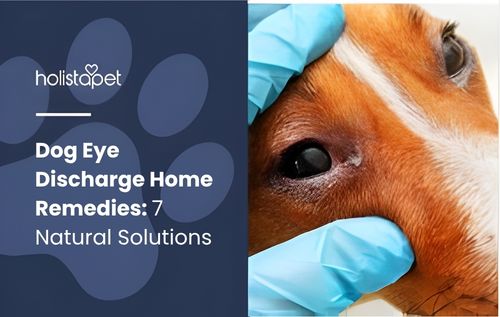 A close-up of a dog’s eye being gently examined by a gloved hand, highlighting dog eye discharge home remedies through a clean, caring, and informative visual concept.