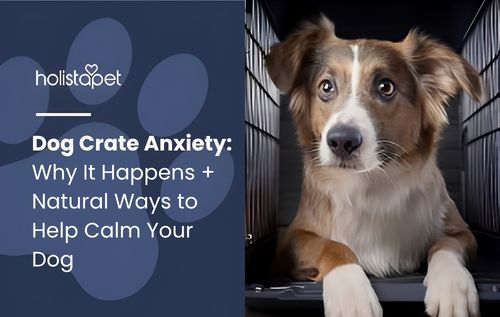 Dog freaks out in crate when I leave – tri-colored dog looking anxious inside a dark pet carrier