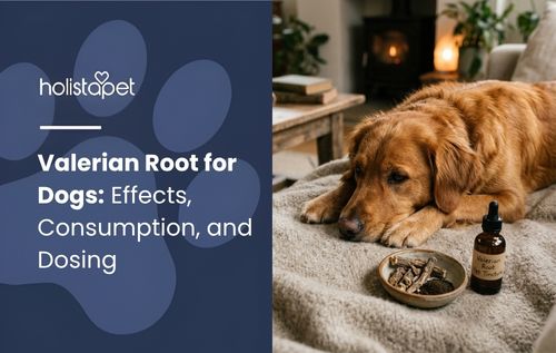 Blog header "Valerian Root for Dogs" with a golden retriever resting near a tincture bottle and bowl of dried root.
