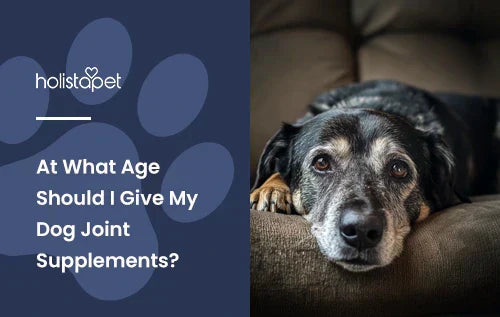 An old looking black lab laying down on a couch.