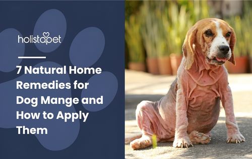 A beagle dog showing signs of dog mange, with patchy fur, is sitting on a paved surface with blurred potted plants in the background.
