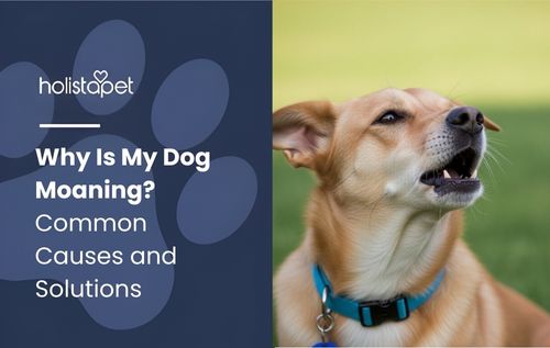 A light brown dog with a blue collar is barking, with water droplets visible in its open mouth.