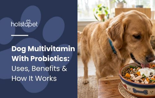 HolistaPet blog header 'Dog Multivitamin With Probiotics' beside a golden retriever eating from a food bowl