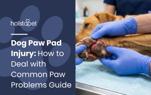 HolistaPet blog header "Dog Paw Pad Injury" with gloved hands examining an injured paw of a tan dog on a vet table