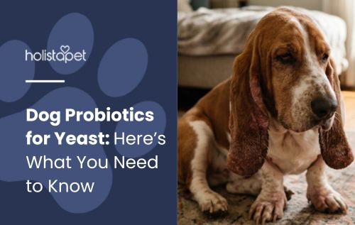 Dog Probiotics for Yeast: Here’s What You Need to Know