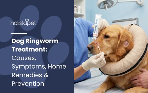Blog header "Dog Ringworm Treatment" with a golden retriever wearing a cone as a vet in gloves applies cream near its ear.