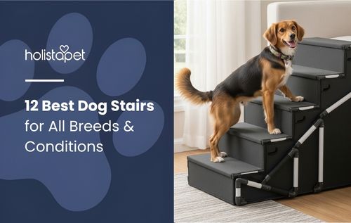 A medium-sized brown and black dog stands on dark gray dog stairs placed beside a window.