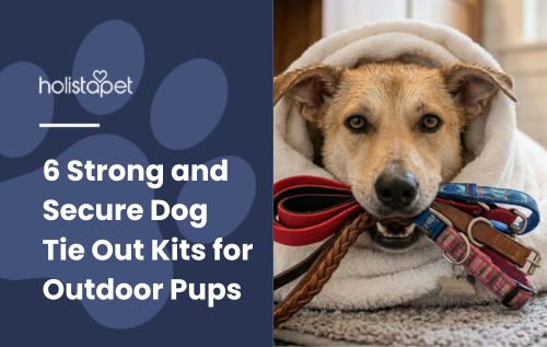 6 Strong and Secure Dog Tie Out Kits for Outdoor Pups