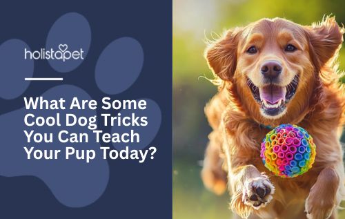 What Are Some Cool Dog Tricks You Can Teach Your Pup Today?