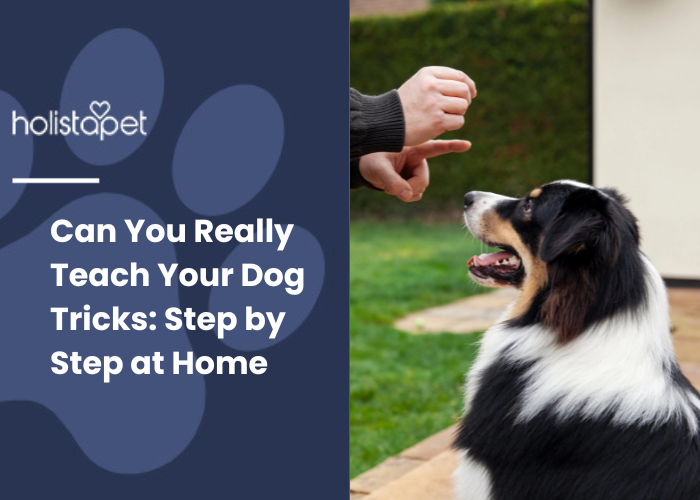 A black dog teaching a dog tricks