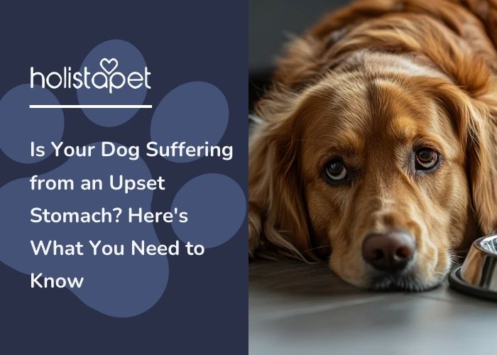 dog with upset stomach