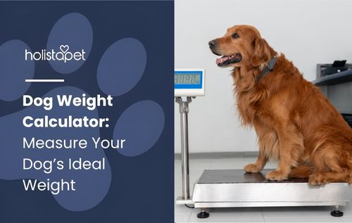 A golden retriever sits on a large scale with a digital display in the background, as a dog weight calculator helps track its weight accurately.