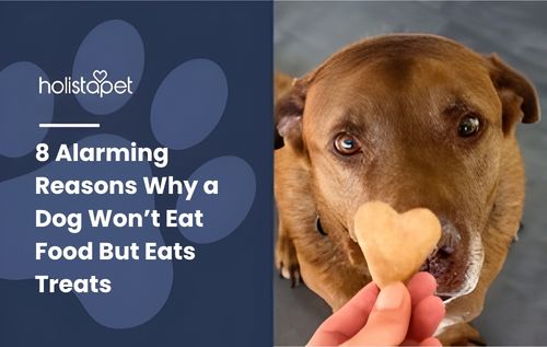 A person’s hand holds a heart-shaped cookie for a brown dog that won’t eat food but eats treats.