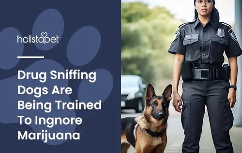 Drug Sniffing Dogs Are Being Trained To Ignore Marijuana featured blog image by Holistapet. Show a German Shepherd and a drug agent next to the dog.