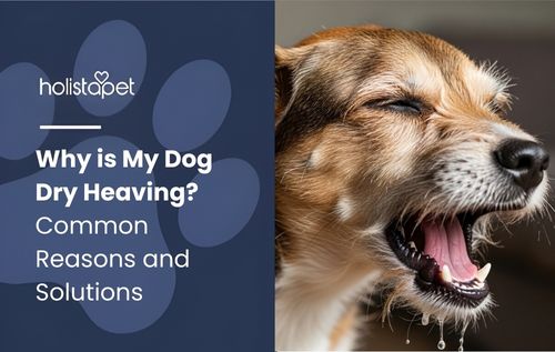 A close-up shot of a dog with its mouth open, tongue visible, and a drooling expression, capturing signs of dry heaving in a pet