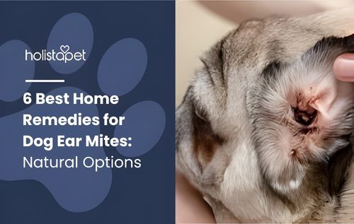 A close-up image of a cat’s ear with redness and discharge, highlighting possible signs of ear mites infestation.