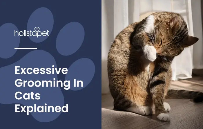 Excessive Grooming in Cats featured image by Holistapet. Shows a gray and white cat licking its right paw.