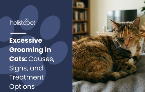 HolistaPet blog header "Excessive Grooming in Cats: Causes, Signs, and Treatment Options" with calico cat resting on a bed