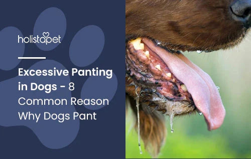 Excessive Panting in Dogs - 8 Common Reasons Why Dogs Pant