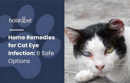 HolistaPet featured image showing a black-and-white cat with an injured ear and cloudy eye beside the text “Home Remedies for Cat Eye Infection: 6 Safe Options.”