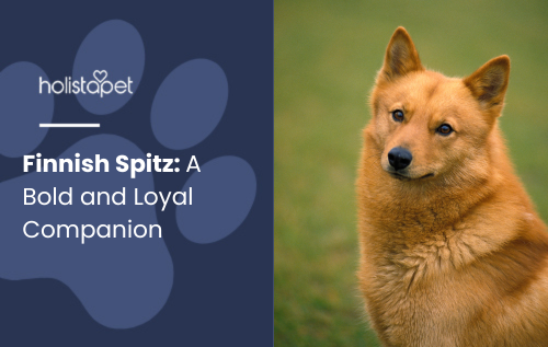 Finnish Spitz featured blog image by HolistaPet.