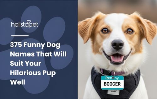 A smiling dog with brown and white fur wears a black harness and a "Hello, My Name Is BOOGER" nametag, showing off one of the funniest dog names alongside classics like Bark Twain and Chewbarka.