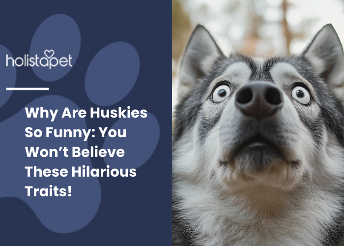 A husky looking up at the sky.