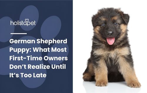 HolistaPet blog header "German Shepherd Puppy" with a fluffy black and tan German Shepherd puppy sitting.