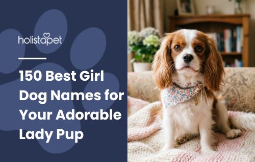 HolistaPet blog header "150 Best Girl Dog Names" with a Cavalier King Charles Spaniel on a couch