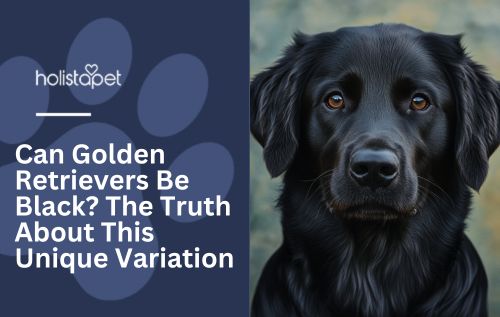 r Holistapet featured image for "can golden retrievers be black" blog. Show a black dog looking forward at the camera.