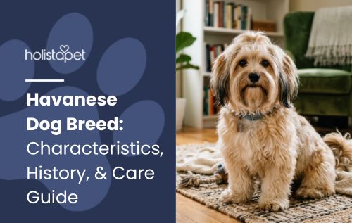 HolistaPet blog header "Havanese Dog Breed: Characteristics, History, & Care Guide" with a tan Havanese dog on a rug.