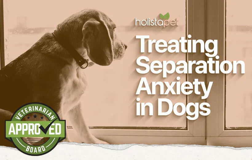 HolistaPet blog header "Treating Separation Anxiety in Dogs" with a dog at a window and Veterinarian Approved seal