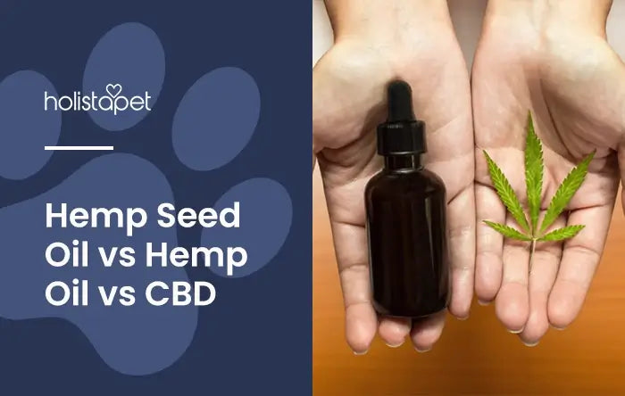 Hemp Seed Oil vs Hemp Oil vs CBD featured blog image by Holistapet. Shows tow hands palms up: one holding an amber glass tincture bottle and the other holding a cannabis leaf.