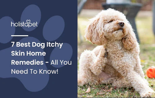 7 Best Dog Itchy Skin Home Remedies