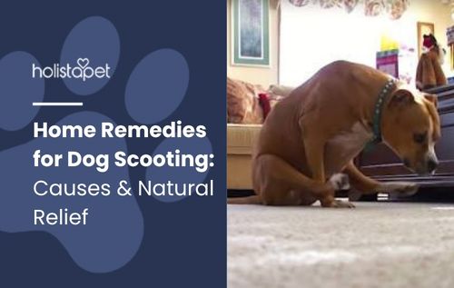 Home Remedies for Dog Scooting: Causes & Natural Relief