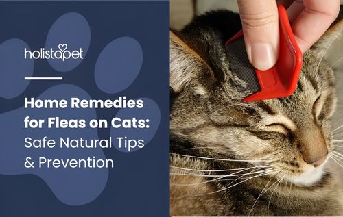 A hand using a red comb to groom a tabby cat while highlighting home remedies for fleas on cats, featuring a calm pet care setting with a focus on natural flea treatment and grooming.