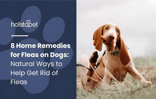 HolistaPet featured image showing a dog scratching with the text “8 Home Remedies for Fleas on Dogs: Natural Ways to Help Get Rid of Fleas.”