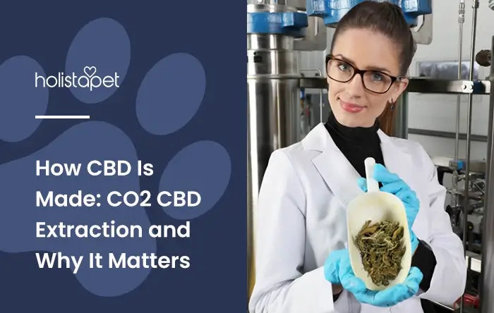 How CBD Is Made (featured blog image by Holistapet). Shows a lab technician holding a large scoop of CBD hemp flower.