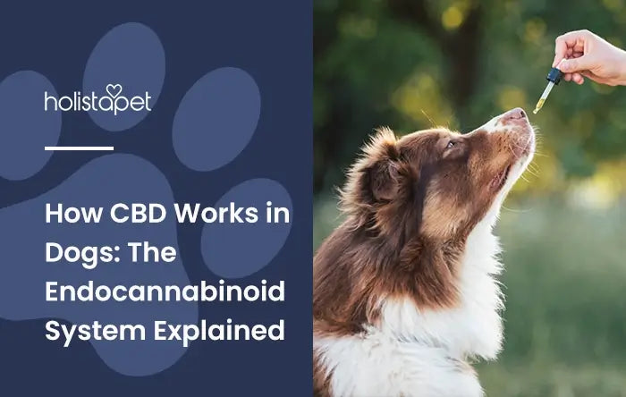 How CBD Works in Dogs featured blog image by Holistapet. Shows an Australian shepherd recieving CBD oil from a handheld dropper.