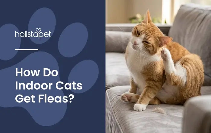 How Do Indoor Cats Get Fleas featured blog image by Holistapet. Shows an indoor orange and white cat itching itself on a light gray cat.