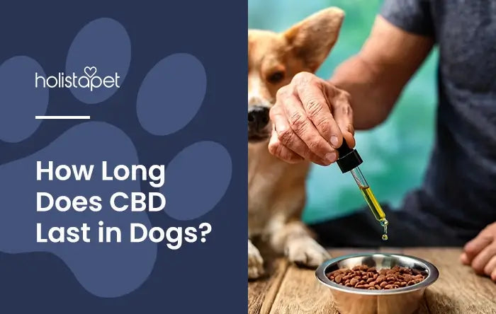 How Long Does CBD Last in a Dog Feature Blog Image by Holistapet. Shows a person's hand dropping some CBD oil from a tincture dropper onto a gos food with the dog watching close