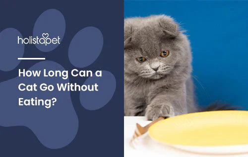 Can a cat survive not eating for days?