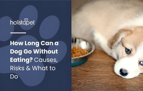 A small dog rests next to a food bowl filled with kibble, showing concern about appetite and recovery.