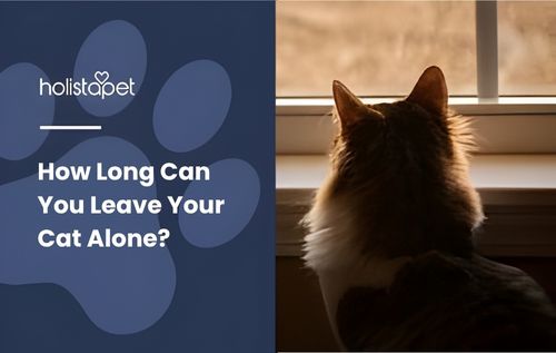 A fluffy cat with dark and white fur looks out a window, silhouetted against the light—quietly reflecting the question many pet owners ask: how long can you leave your cat alone?